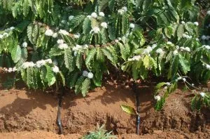 Sản phẩm Ca phe tuoi nho giot Netafim 6 01 300x198 — Phân Bón Khang Thịnh - Công Ty Cổ Phần Công Nghệ Tưới Khang Thịnh — MST 0309028709