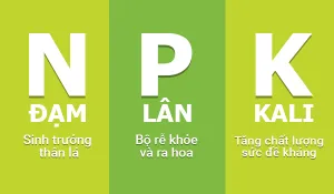 Sản phẩm cach bon phan npk cho cay an trai 300x175 — Phân Bón Khang Thịnh - Công Ty Cổ Phần Công Nghệ Tưới Khang Thịnh — MST 0309028709