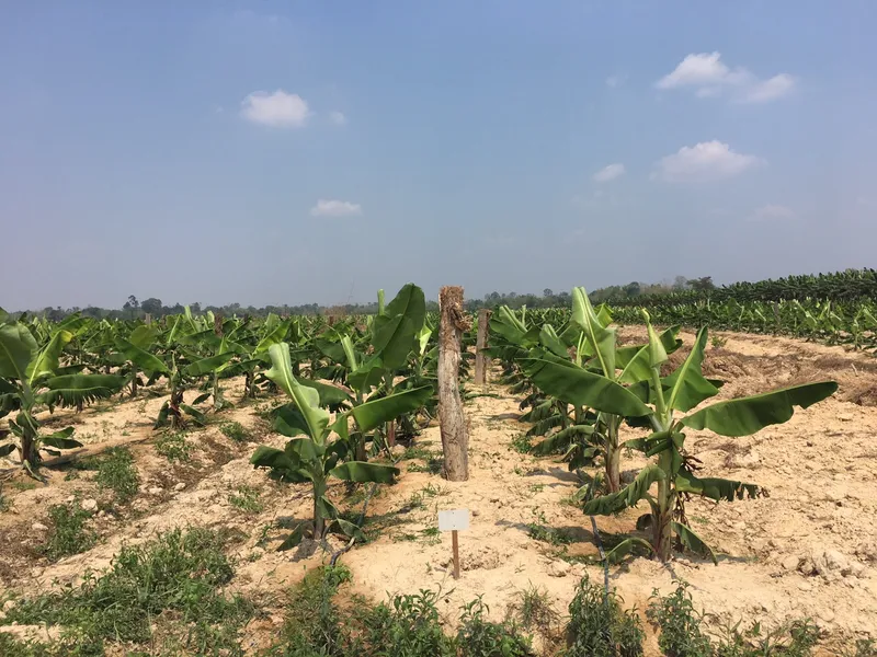 Sản phẩm chuoi 3  — Phân Bón Khang Thịnh - Công Ty Cổ Phần Công Nghệ Tưới Khang Thịnh — MST 0309028709