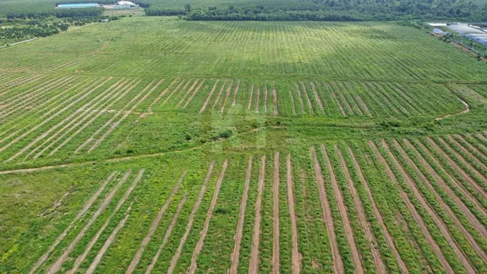 Sản phẩm du an tuoi 280 ha mit va sau ring — Phân Bón Khang Thịnh - Công Ty Cổ Phần Công Nghệ Tưới Khang Thịnh — MST 0309028709