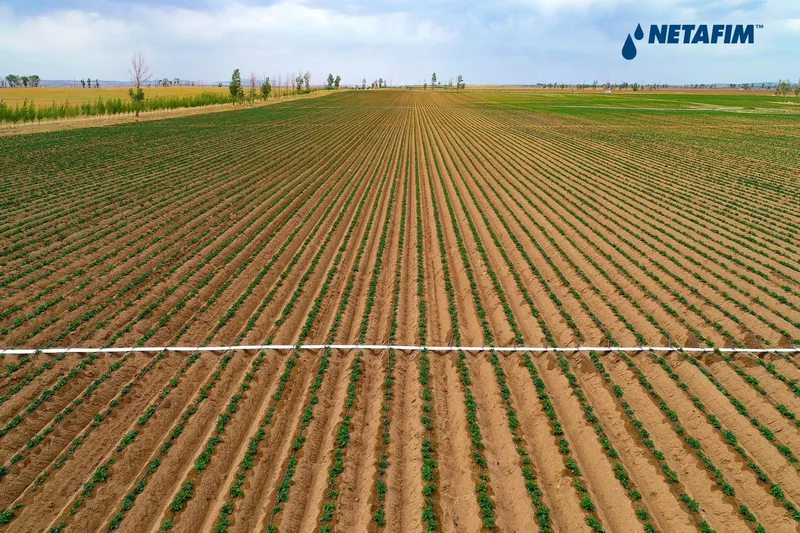 Sản phẩm Potato project China Inner Mongolia 02 1 e1732188878257 — Phân Bón Khang Thịnh - Công Ty Cổ Phần Công Nghệ Tưới Khang Thịnh — MST 0309028709