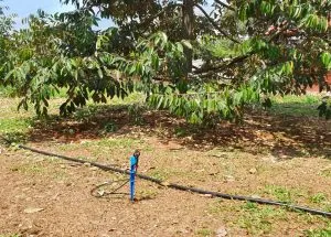 Sản phẩm Tuoi Netafim cho cay sau rieng 01 300x215 — Phân Bón Khang Thịnh - Công Ty Cổ Phần Công Nghệ Tưới Khang Thịnh — MST 0309028709