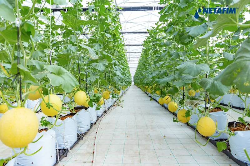 Sản phẩm Vietnam vingroup greenhouse project images 30 e1732188940656 — Phân Bón Khang Thịnh - Công Ty Cổ Phần Công Nghệ Tưới Khang Thịnh — MST 0309028709