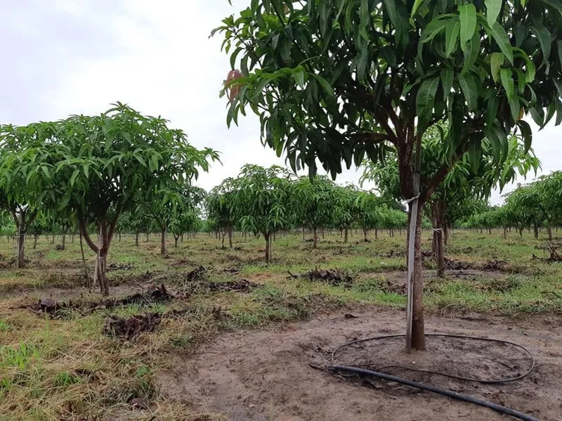 Sản phẩm Xoai Khanh Hoa — Phân Bón Khang Thịnh - Công Ty Cổ Phần Công Nghệ Tưới Khang Thịnh — MST 0309028709
