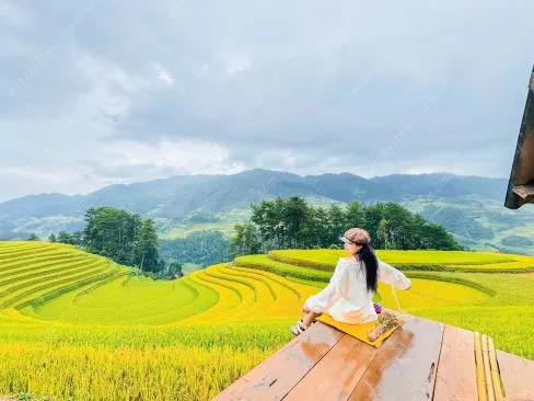 Sản phẩm avt mu cang chai mua lua chin 488px — Đất Việt Tour - Công Ty CP Đầu Tư TM DV Du Lịch Đất Việt — MST 0309139335