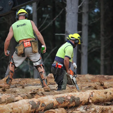 Sản phẩm forest2 — Gỗ Đông Nguyên - Công Ty TNHH Thương Mại Xuất Nhập Khẩu Đông Nguyên — MST 0309239869