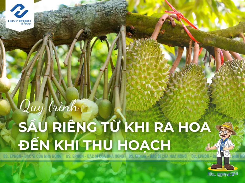 Sản phẩm Sau rieng tu khi ra hoa den khi thu hoach 1 — Công Ty Cổ Phần Nghiệp Nông — MST 0309350031