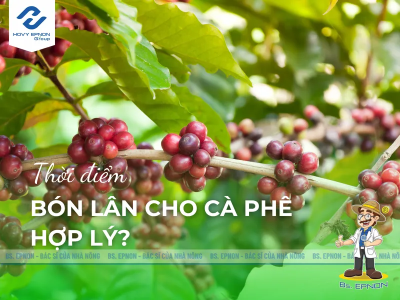 Sản phẩm bon lan cho ca phe vao thoi diem nao hovyepnongroup — Công Ty Cổ Phần Nghiệp Nông — MST 0309350031