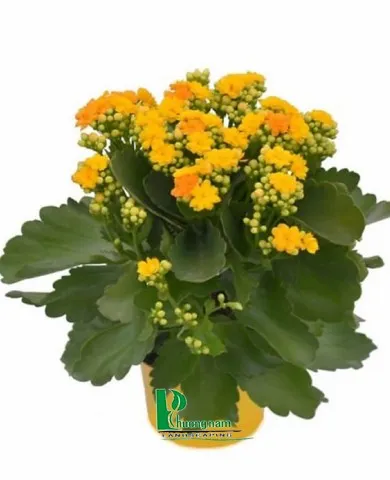 Sản phẩm 0f9fa7cfd043fc4e82ce3e9b67df9efa 390x480 — Công Ty TNHH Cảnh Quan Phương Nam — MST 0309466660