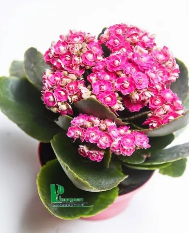Sản phẩm Phieu mua cay phong lan Chi 63000d 390x480 — Công Ty TNHH Cảnh Quan Phương Nam — MST 0309466660