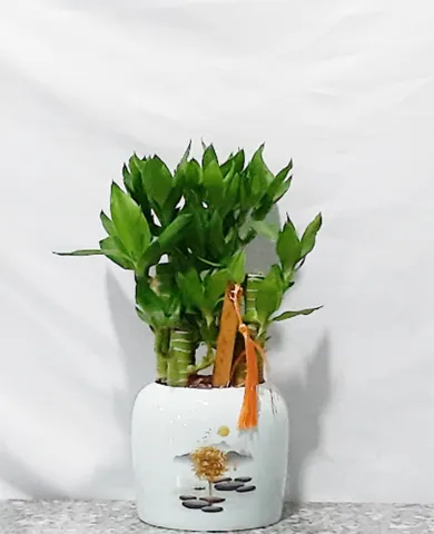 Sản phẩm phat tai 1 up 390x480 — Công Ty TNHH Cảnh Quan Phương Nam — MST 0309466660