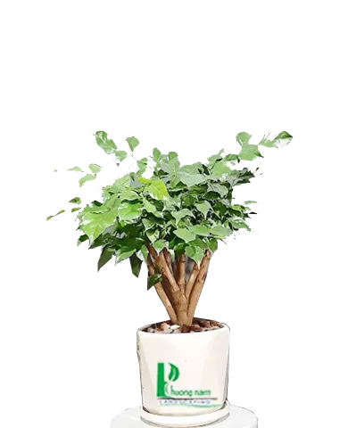 Sản phẩm Hanh phuc 390x480 — Công Ty TNHH Cảnh Quan Phương Nam — MST 0309466660