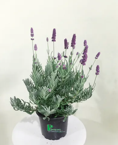Sản phẩm hoa oải hương 2 390x480 — Công Ty TNHH Cảnh Quan Phương Nam — MST 0309466660