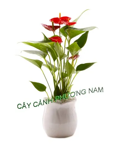 Sản phẩm up 413211 hong mon 200 390x480 — Công Ty TNHH Cảnh Quan Phương Nam — MST 0309466660