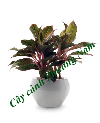 Sản phẩm 413148 390x480 — Công Ty TNHH Cảnh Quan Phương Nam — MST 0309466660