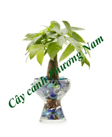 Sản phẩm 537781 390x480 — Công Ty TNHH Cảnh Quan Phương Nam — MST 0309466660
