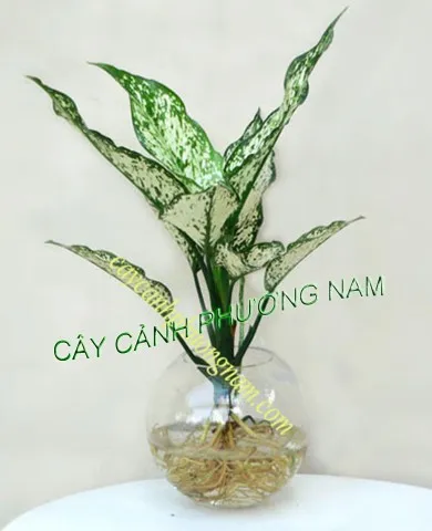 Sản phẩm up ngoc ngan 1 390x480 — Công Ty TNHH Cảnh Quan Phương Nam — MST 0309466660