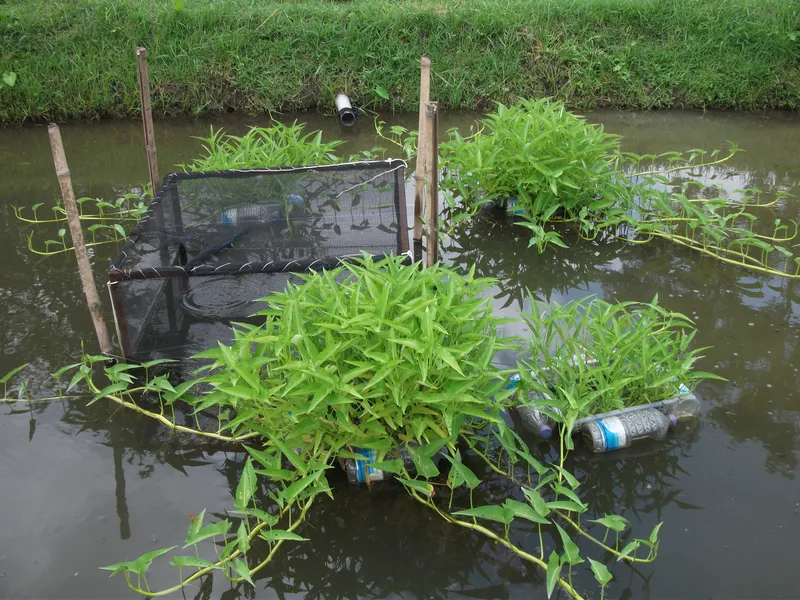 Sản phẩm IMTA_in_Freshwater_Pond304612425653.JPG — Xử Lý Nước Thải á Châu - Công Ty Cổ Phần Năng Lượng á Châu — MST 0309930089