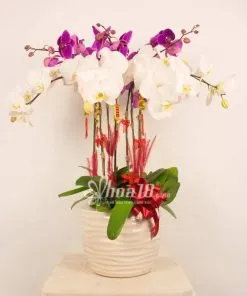 Sản phẩm chau_hoa_lan_ho_diep_hoa18_img_1446 247x296 — Công Ty TNHH Hoa 18 — MST 0309956986