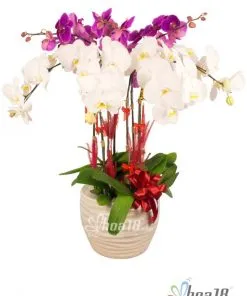Sản phẩm chau_hoa_lan_ho_diep_hoa18_img_1453 247x296 — Công Ty TNHH Hoa 18 — MST 0309956986