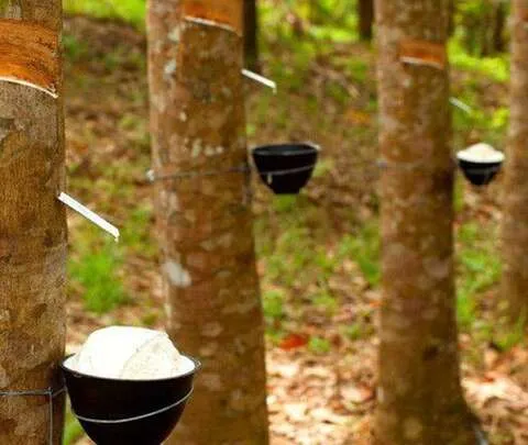 Sản phẩm 0409_cao_su 480x405 — Túi Flexitank Infinity - Công Ty TNHH Thương Mại và Giao Nhận Hàng Hóa Vô Cực — MST 0309988547