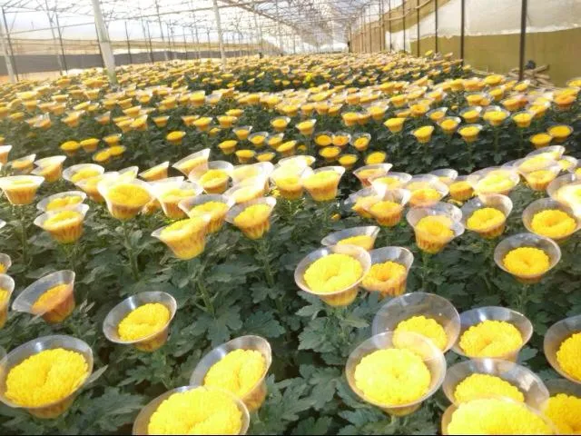Sản phẩm product_s137 — Công Ty TNHH MTV Dịch Vụ Thương Mại Tân Khoa Kỹ — MST 0310041856
