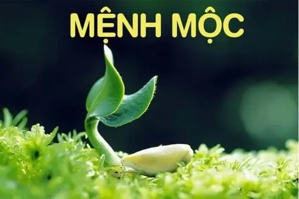 Sản phẩm cach chon gach lat nen hop menh moc — Công Ty TNHH Thương Mại Trang Trí Nội Thất Gia Hòa — MST 0310118058