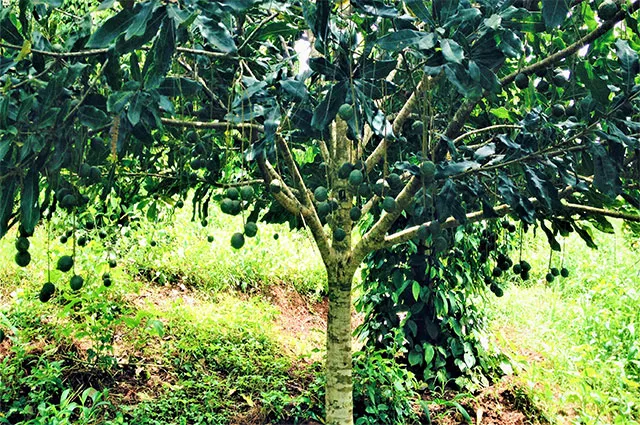 Sản phẩm hat dieu gia bao sach tu nong trang den ban an 3 — Công Ty Cổ Phần Tập Đoàn Gia Bảo — MST 0310151400