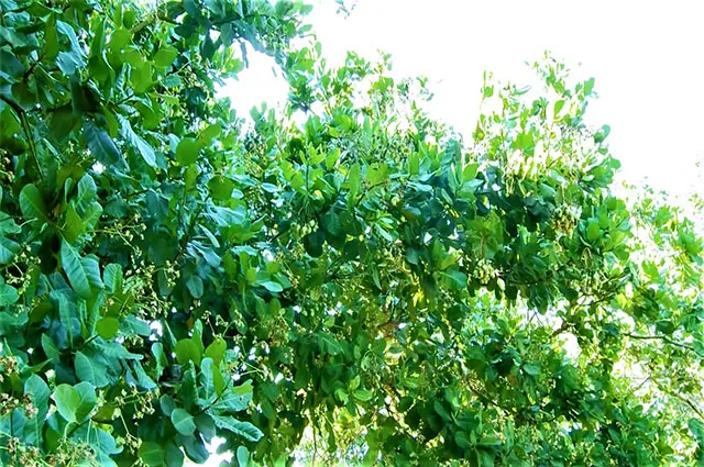 Sản phẩm hat dieu gia bao sach tu nong trang den ban an 4 — Công Ty Cổ Phần Tập Đoàn Gia Bảo — MST 0310151400