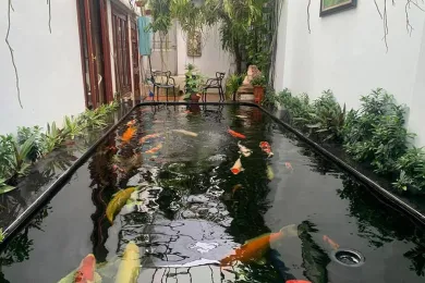 Sản phẩm thiet ke thi cong ho ca koi 3 san vuon a dong 1756107748.jpg — Công Ty TNHH MTV Môi Trường Nước Đại Tín — MST 0310262051