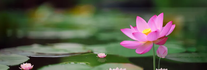 Sản phẩm Lotus 1920x890 1920x650 — Công Ty Cổ Phần Nghiên Cứu Và Tư Vấn Thị Trường Vi Na (VINAMR) — MST 0310271578