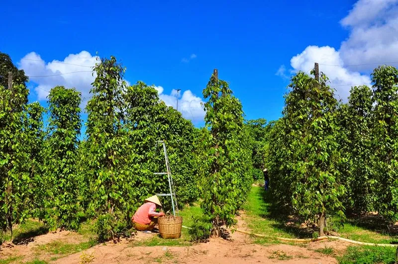 Sản phẩm 202309010438_thu hoach tieu phu quoc1565160271 — Công Ty TNHH Vi Sinh Môi Trường — MST 0310281456