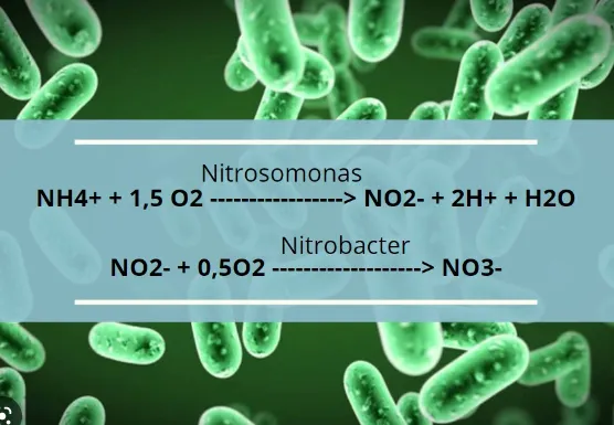 Sản phẩm 202410301441_nitrosomonas nitrobacter — Công Ty TNHH Vi Sinh Môi Trường — MST 0310281456