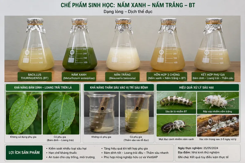 Sản phẩm 202605250126_bai viet bt — Công Ty TNHH Vi Sinh Môi Trường — MST 0310281456