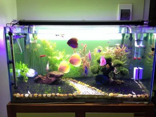 Sản phẩm chon may bom cho be ca canh 533x400 — Công Ty TNHH MTV Trúc Anh Thy - Cửa Hàng Máy Bơm Sỹ Hùng — MST 0310318297