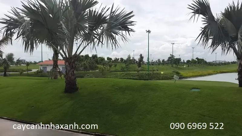 Sản phẩm san golf tsn — Công Ty TNHH Thương Mại Dịch Vụ Cây Cảnh Nhà Xanh — MST 0310452197