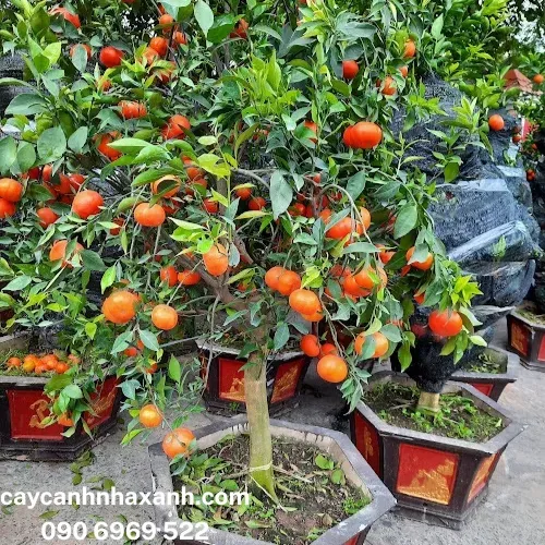Sản phẩm 179 — Công Ty TNHH Thương Mại Dịch Vụ Cây Cảnh Nhà Xanh — MST 0310452197