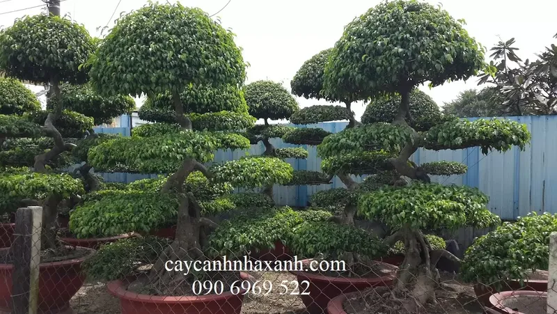 Sản phẩm 20161028_115434 — Công Ty TNHH Thương Mại Dịch Vụ Cây Cảnh Nhà Xanh — MST 0310452197