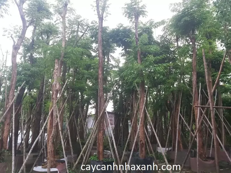 Sản phẩm dang huong 25   30cm — Công Ty TNHH Thương Mại Dịch Vụ Cây Cảnh Nhà Xanh — MST 0310452197