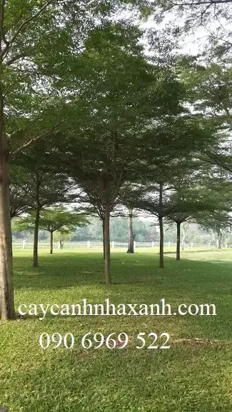 Sản phẩm bang dl 17624101751092123346 — Công Ty TNHH Thương Mại Dịch Vụ Cây Cảnh Nhà Xanh — MST 0310452197
