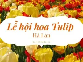 Sản phẩm hoa tulip ha lan 269x201 — Công Ty TNHH TM Và DV Du Lịch Tự Do — MST 0310457526