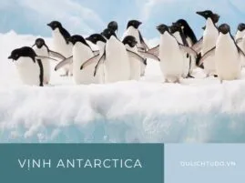Sản phẩm Vịnh antarctica 269x201 — Công Ty TNHH TM Và DV Du Lịch Tự Do — MST 0310457526