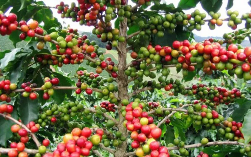 Sản phẩm Caphe 1024x640 — Công Ty TNHH Vàng Ban Mê — MST 0310532117
