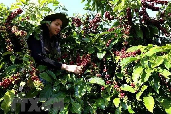 Sản phẩm 53e82_ttxvn_caphe_viet_nam — Công Ty TNHH Vàng Ban Mê — MST 0310532117