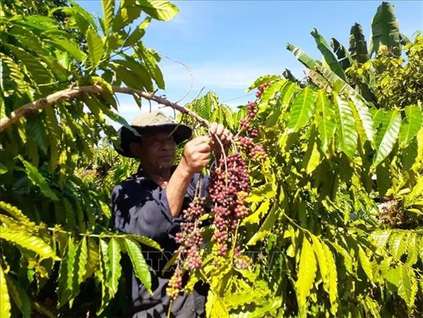 Sản phẩm 8af78_ca_phe — Công Ty TNHH Vàng Ban Mê — MST 0310532117