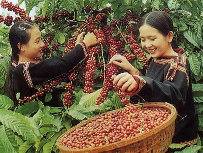 Sản phẩm 2220160423100631 — Công Ty TNHH Vận Tải Quốc Tế Lưu Chuyển — MST 0310667072