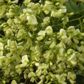 Sản phẩm hoa ha 269x269 — Công Ty TNHH Sản Xuất Phát Triển Thương Mại Dịch Vụ Nguyên Tín — MST 0310750612