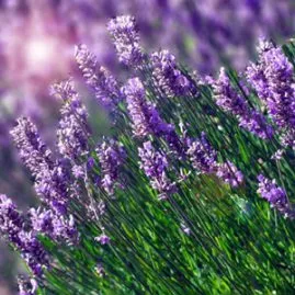 Sản phẩm hoa lavender 269x269 — Công Ty TNHH Sản Xuất Phát Triển Thương Mại Dịch Vụ Nguyên Tín — MST 0310750612