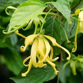 Sản phẩm hoa ylang 269x269 — Công Ty TNHH Sản Xuất Phát Triển Thương Mại Dịch Vụ Nguyên Tín — MST 0310750612