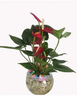 Sản phẩm Hồng môn 697x850 270x334 — Công Ty TNHH Đầu Tư Cuộc Sống — MST 0310901251